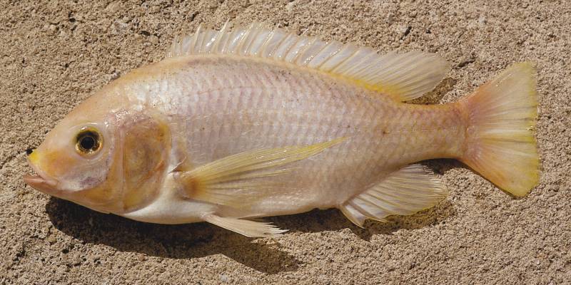 xanthic Oreochromis karongae, photo &copy; by G.F. Turner