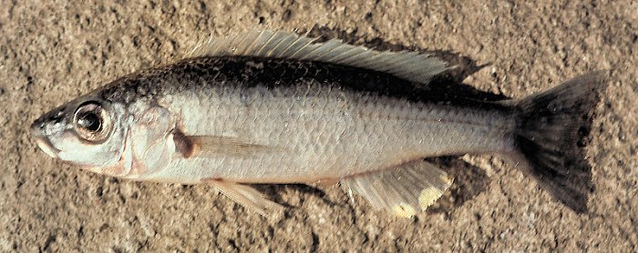 Diplotaxodon limnothrissa, photo copyright &copy; by G. F. Turner