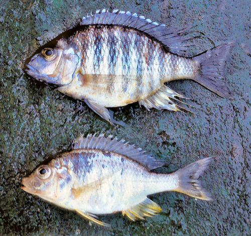 Lethrinops microdon, male above, female below; photo copyright &copy; by G. F. Turner