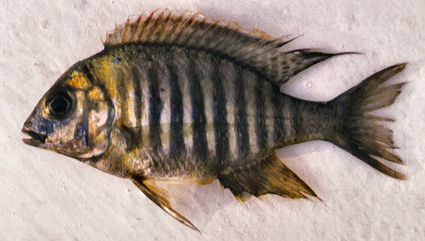 Lethrinops 'micrentodon Makokola', photo copyright &copy; by G. F. Turner