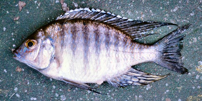 Lethrinops stridei, photo copyright &copy; by G. F. Turner