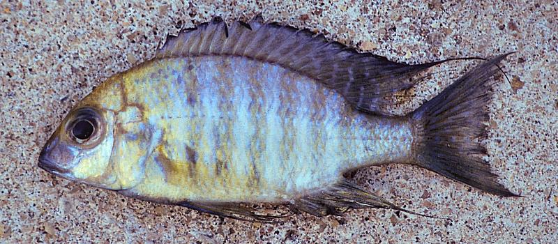 Lethrinops 'oliveri', photo copyright &copy; by G. F. Turner