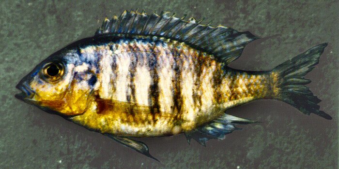 Lethrinops 'yellow chin', photo copyright &copy; by G. F. Turner