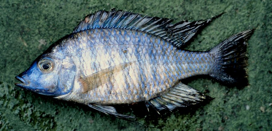 Lethrinops christyi, male, photo copyright &copy; by G. F. Turner