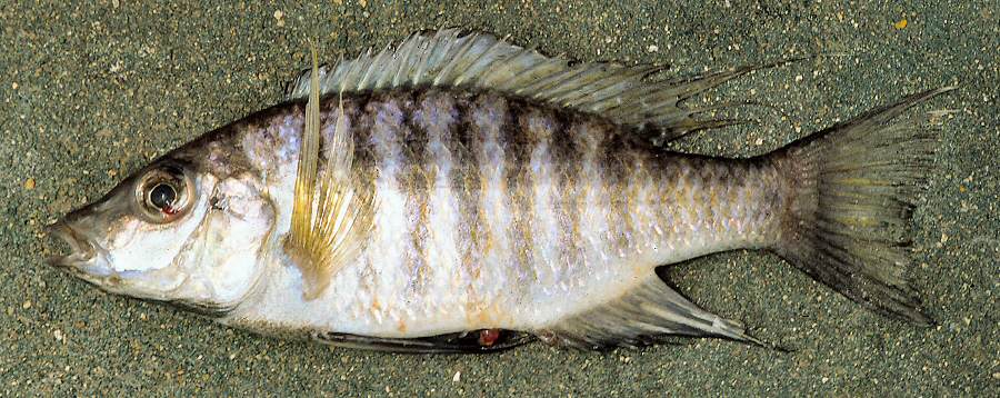 Placidochromis (formerly Lethrinops) polli, male, photo copyright &copy; by G. F. Turner