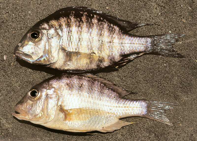 Lethrinops gossei, male (above) and female, photo copyright &copy; by G. F. Turner