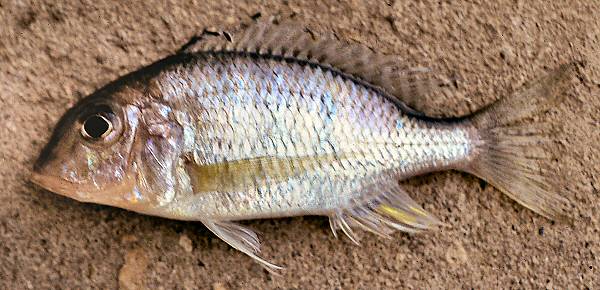 Lethrinops 'deep-water albus,' female, photo copyright &copy; by G. F. Turner