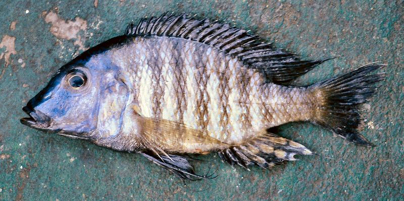 Lethrinops longipinnis, male, photo copyright &copy; by G. F. Turner