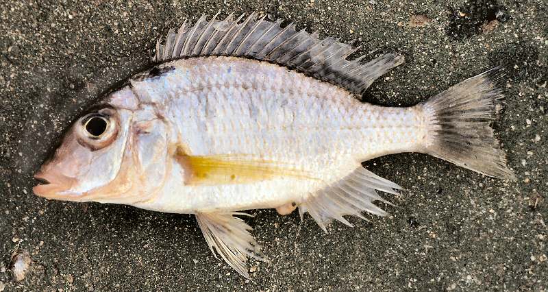 Possibly Lethrinops longipinnis, female, photo copyright &copy; by G. F. Turner