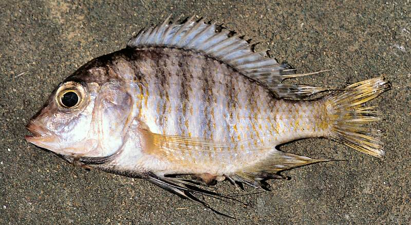 Lethrinops mylodon, female, photo copyright &copy; by G. F. Turner