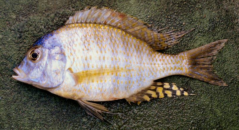Lethrinops mylodon, male, photo copyright &copy; by G. F. Turner