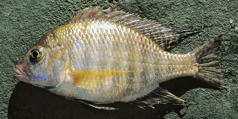 Lethrinops macracanthus, male, photo copyright &copy; by G. F. Turner