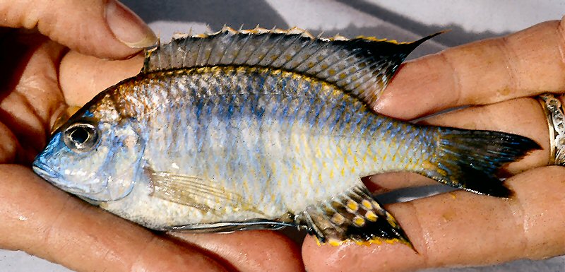 Lethrinops turneri, photo copyright &copy; by G. F. Turner