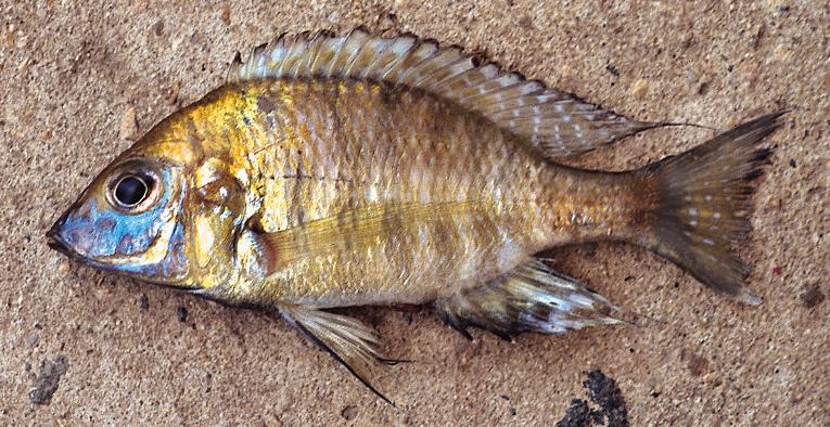 Aulonocara 'gold', photo copyright &copy; by G. F. Turner