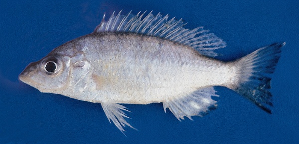 Placidochromis acuticeps, photo copyright &copy; by G. F. Turner