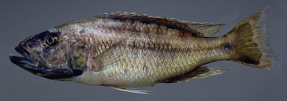 Tyrannochromis cf. maculiceps, photo copyright &copy; by M. K. Oliver