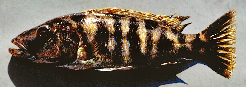 Tyrannochromis nigriventer, photo copyright &copy; 2003 by M. K. Oliver