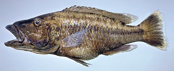 Tyrannochromis polyodon, photo copyright &copy; by M. K. Oliver