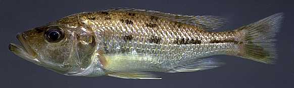 Hemitaeniochromis urotaenia, photo copyright &copy; by M. K. Oliver