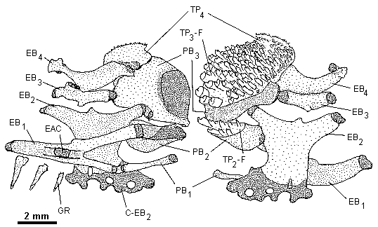 Upper gill arches
of Nimbochromis venustus from Lake Malawi