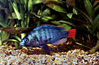 Unidentified Victoria redtail blue cichlid