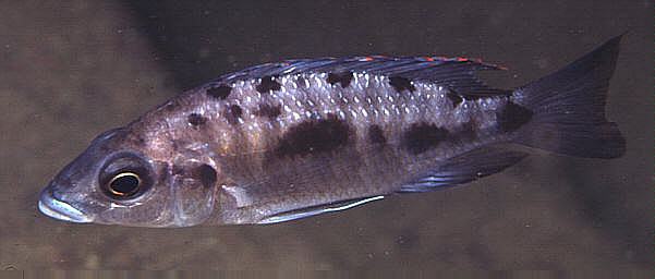 Otopharynx lithobates at Nakantenga Island, photo by Ad Konings