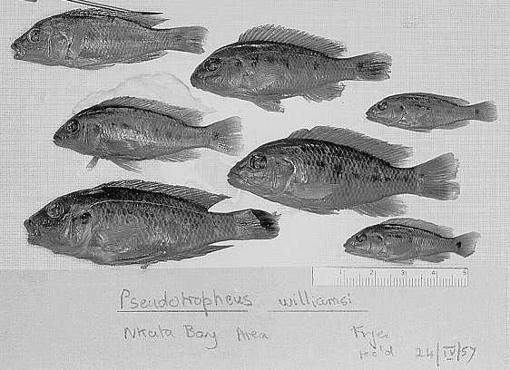 Pseudotropheus williamsi, Nkata Bay specimens collected by Fryer, photo copyright &copy; 1997 by M. K. Oliver