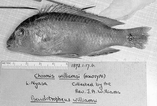 Pseudotropheus williamsi holotype, photo copyright &copy; 1997 by M. K. Oliver