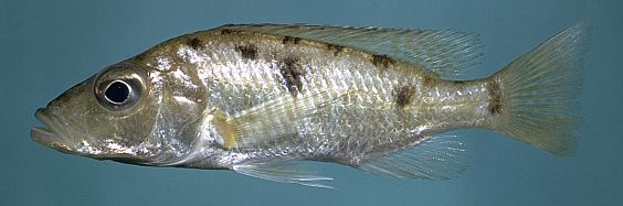 Stigmatochromis woodi, photo copyright &copy; by M. K. Oliver